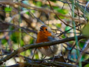 Robin - Rudzik